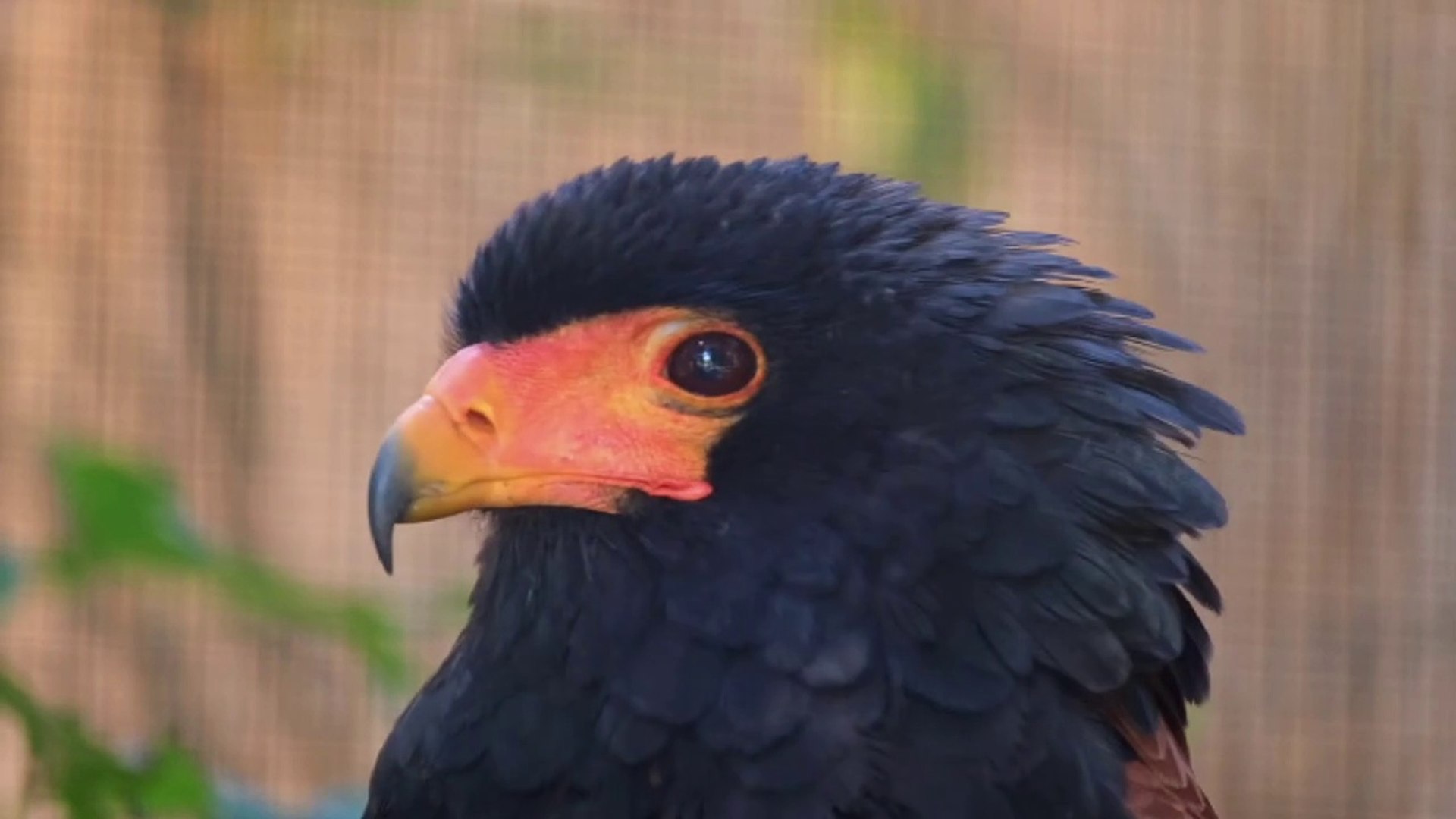 ⁣Cute birds, cute pets, loving pets