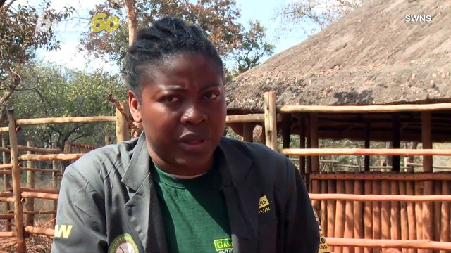 A Wild Life: Zambian Elephant Sanctuary Offers Care for Bereaved Baby Elephants