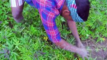 FARM FRESH SWEET POTATOES Harvesting & Cooking _ Sakkaravalli Kilangu Kuzhi Pani