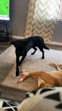 Un chien vole l'os de son pote endormi