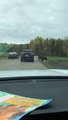 Un bison se coince la tête dans une voiture