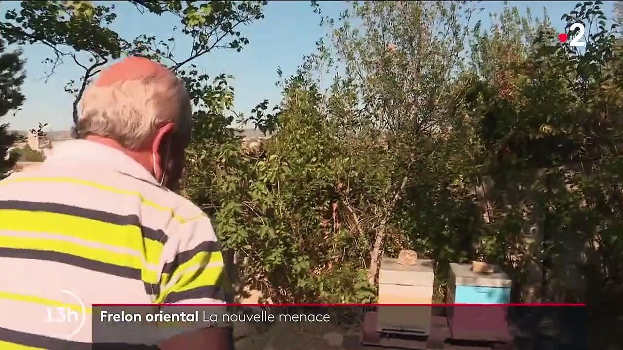 Bouches-du-Rhône : le frelon oriental, une nouvelle menace pour les abeilles