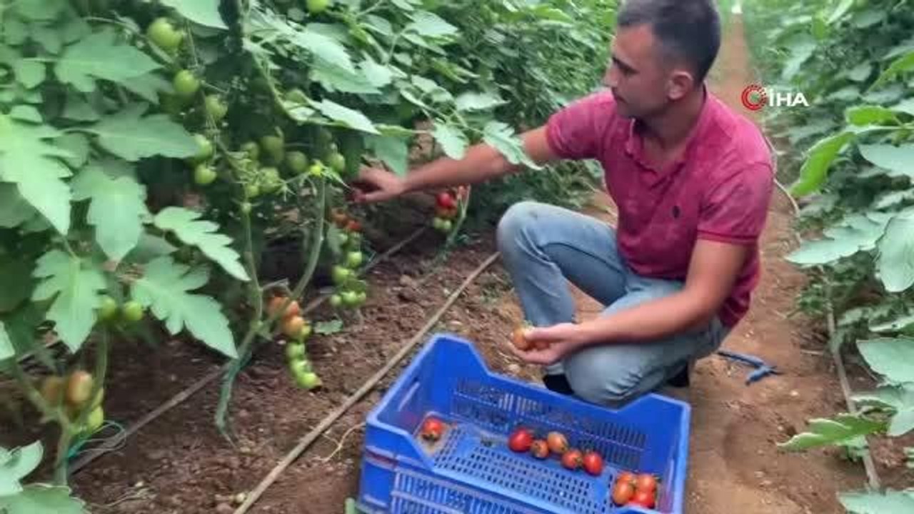 Üreticiden 13 TL'ye çıkan kokteyl domates marketlerde 23 TL'ye satılıyor