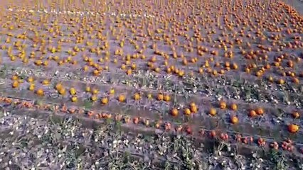 Nottinghamshire's 'Pick Your Own' Pumpkins. Credit: Sheen's Eye View