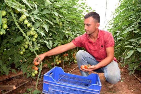 Üreticiden 13 TL'ye çıkan kokteyl domates marketlerde 23 TL'ye satılıyor