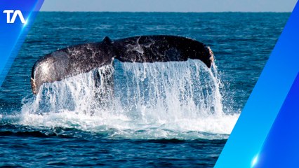 Download Video: Las ballenas realizan arduo trabajo para combatir el cambio climático