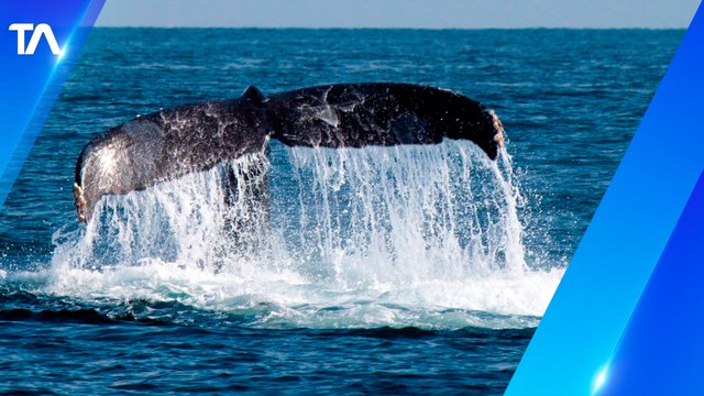 Las ballenas realizan arduo trabajo para combatir el cambio climático