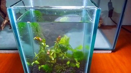 how to make a simple aquascape ? check this video