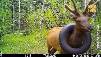 Oficiales quitan un neumático del cuello de un alce tras haber estado atorado por más de dos años