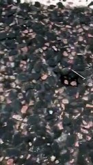 Nails on road in Houghton Regis