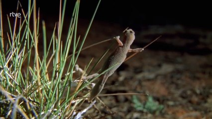 Historias salvajes. Lagartos de Australia. Documental.