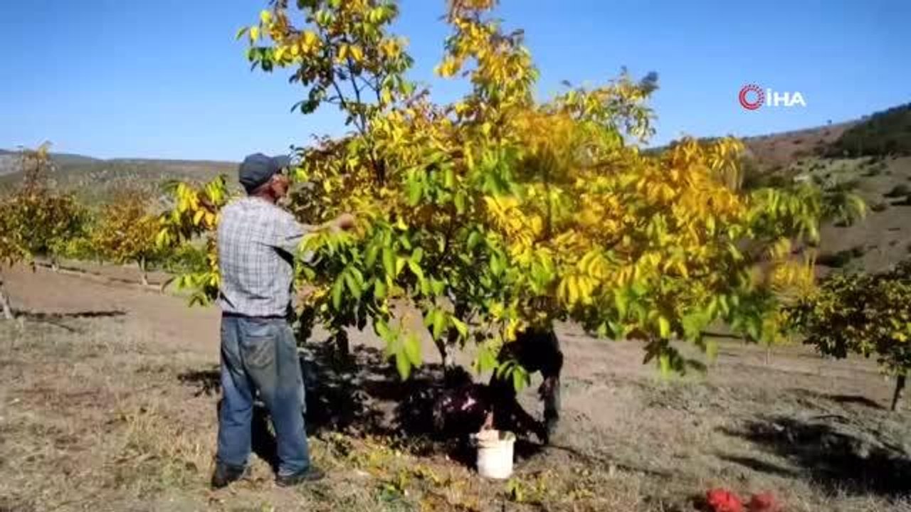 Köyüne dönüş yaptı, kurduğu ceviz çiftliğiyle siparişlere yetişemiyor