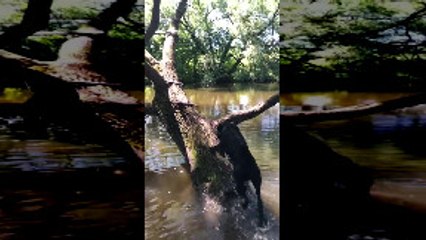 Climbing Dog Takes A Plunge