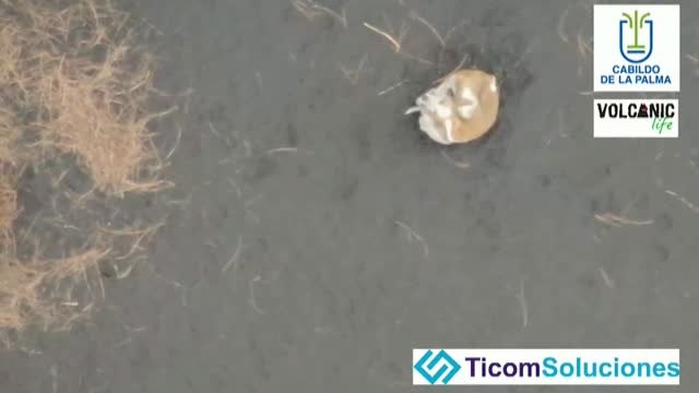 Un dron graba a dos perros atrapados por la lava del volcán Cumbre Vieja en La Palma