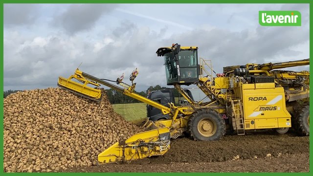 L'avaleuse à betteraves