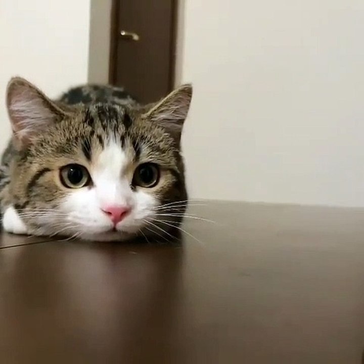 PLAY WITH MY CAT 