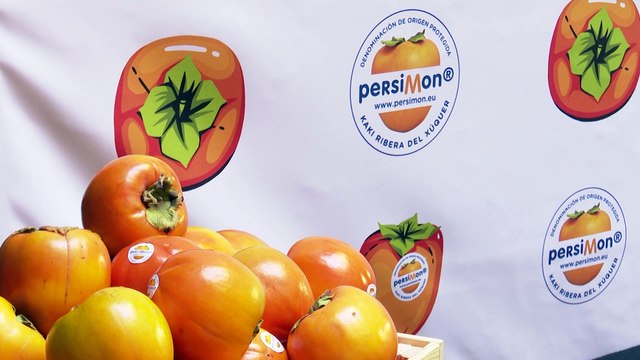 Arranca una de las campañas más difíciles del Kaki Persimon en la Ribera del Xúquer