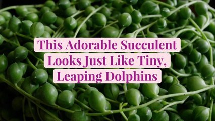 This Adorable Succulent Looks Just Like Tiny, Leaping Dolphins