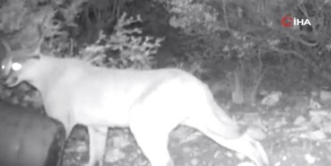 Karakulak ile porsuğun karşılaştığı anlar fotokapanlara yansıdı