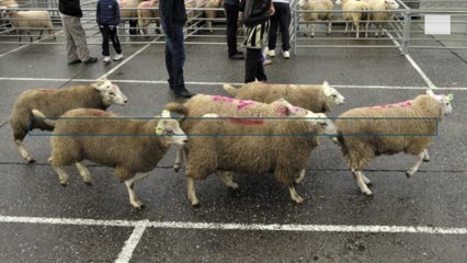 La question de l'abattage rituel en Belgique
