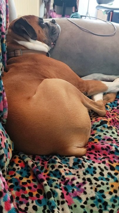 Boxer Snores Shake Jowls