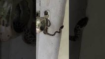 Baby Wolf Snake Hanging Out in Doorway Surprises Man