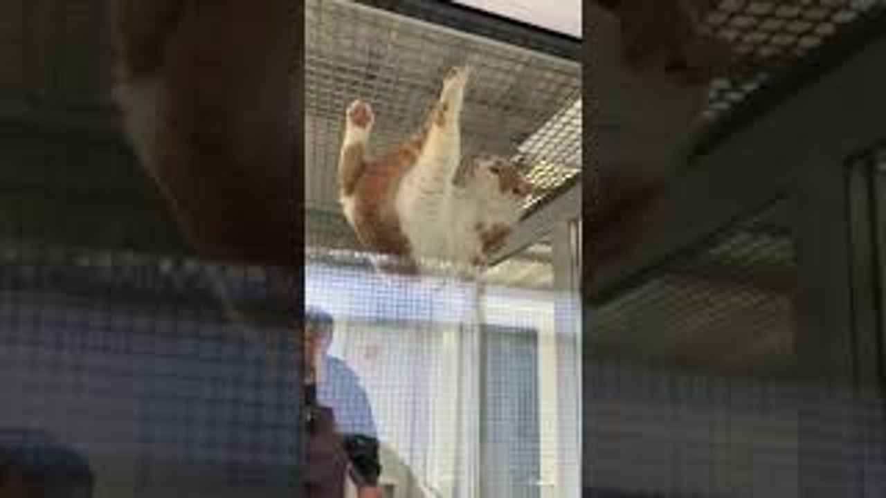 Rescue Cat Climbs Cage