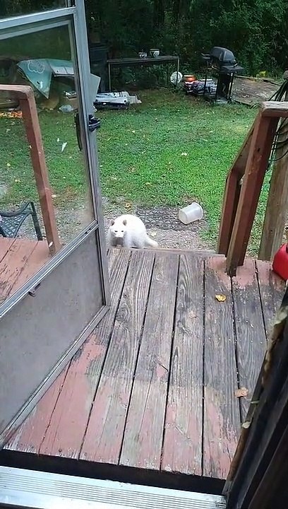 Rare Albino Raccoon Runs Away With Bowl