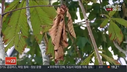 [날씨] 완연한 가을, 큰 일교차…한낮 25도 안팎