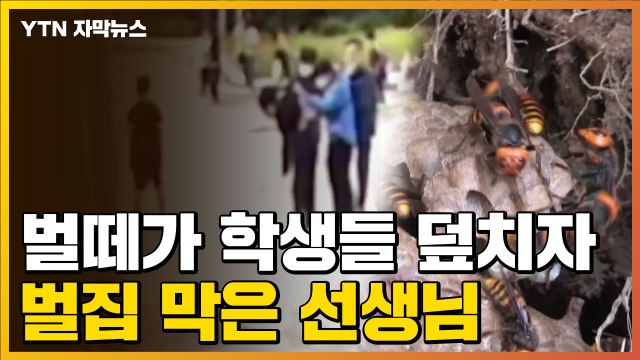[자막뉴스] 벌떼가 학생들 덮치자...벌집 막은 선생님 / YTN