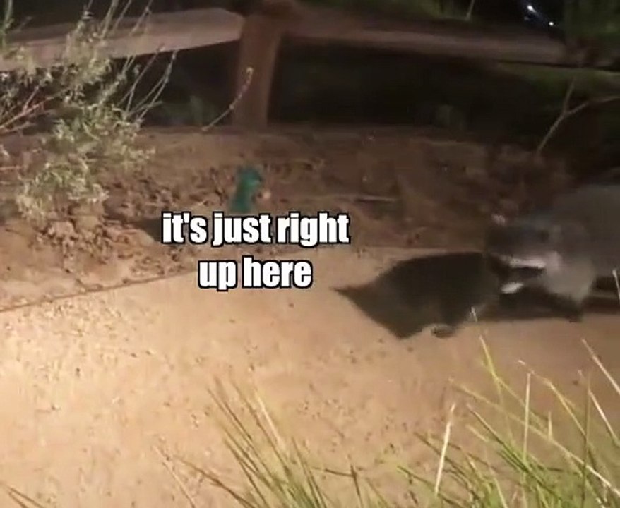 Deleted scene from guardians of the galaxy rocket raccoon and his friend