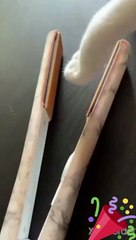 CUTE CAT SING AAAA...