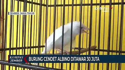 Ketiban Rezeki, Petani Temukan Burung Cendet Albino Seharga 30 Juta Rupiah