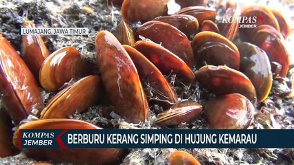 Warga Berburu Kerang Simping yang Bermunculan di Pantai Selatan