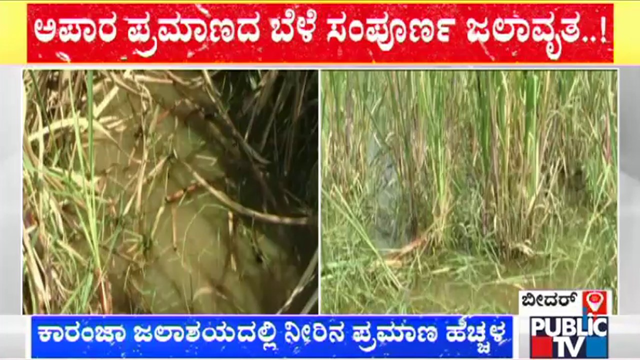 Heavy Rains Destroys Agriculture Crops In Bidar | Public TV