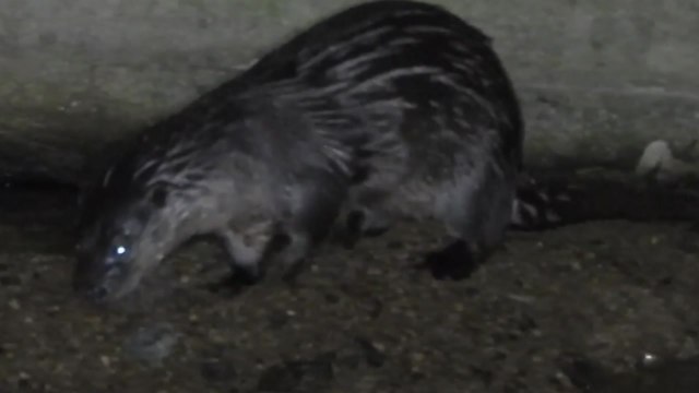 세종시 도심하천에서 멸종위기 동물 수달 가족 나타나 / YTN