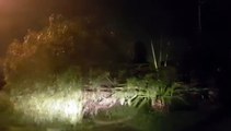 Árvore de grande porta cai sobre fiação elétrica no Bairro Santa Cruz e deixa moradores sem luz