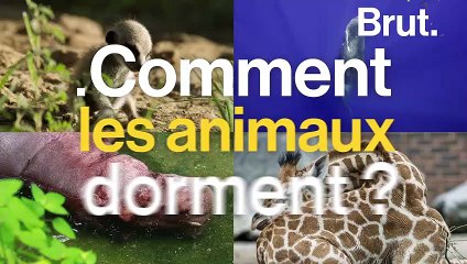 Comment dorment les animaux ?