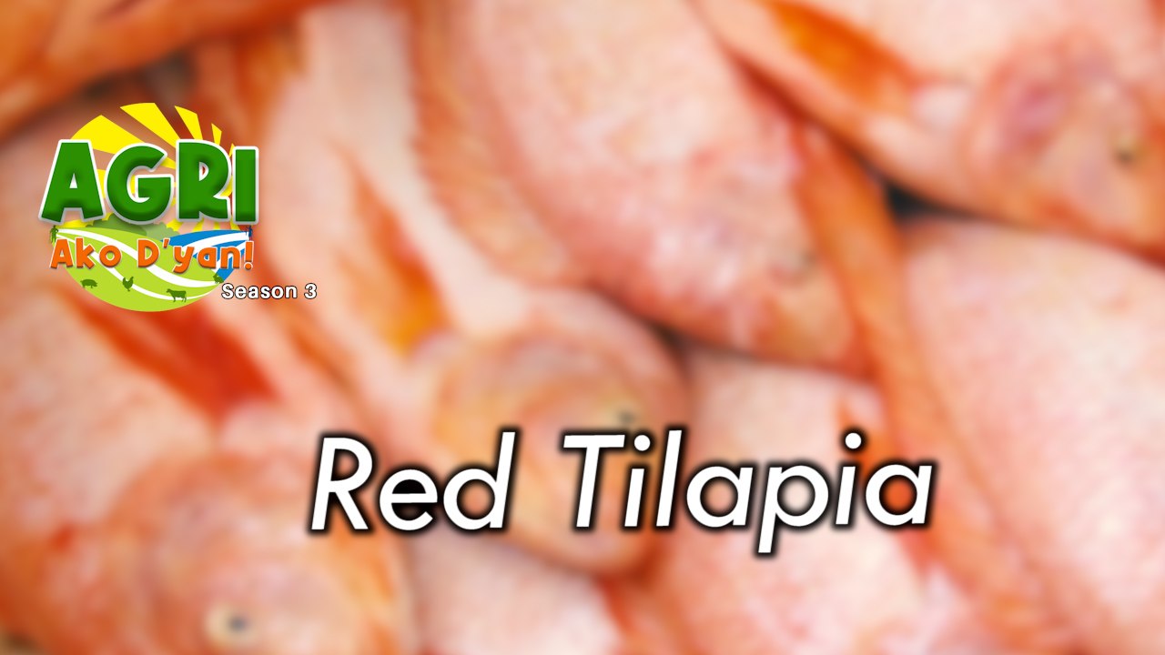 Red Tilapia