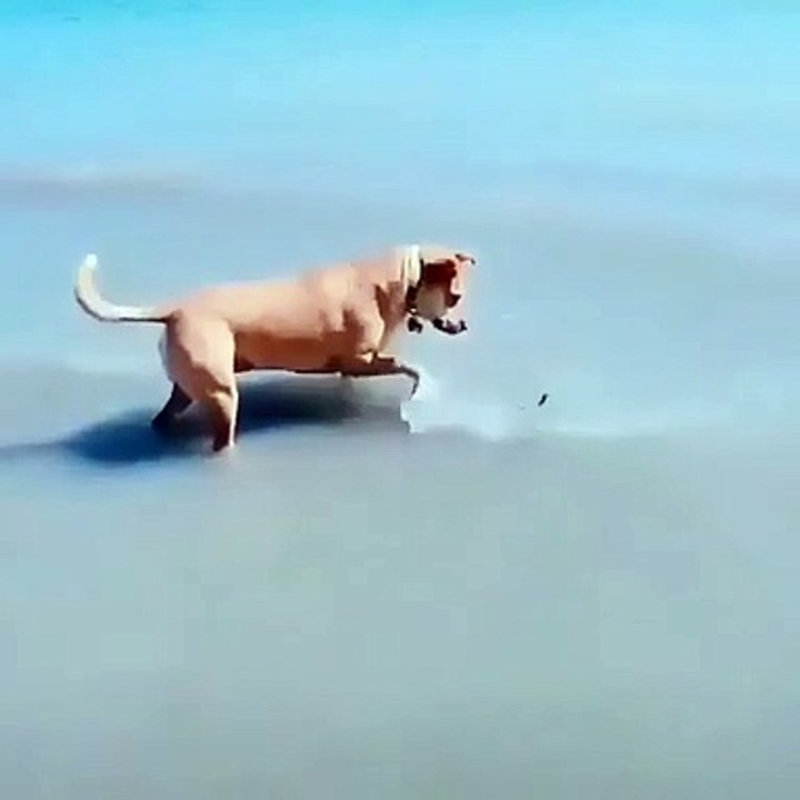 dogs funny video