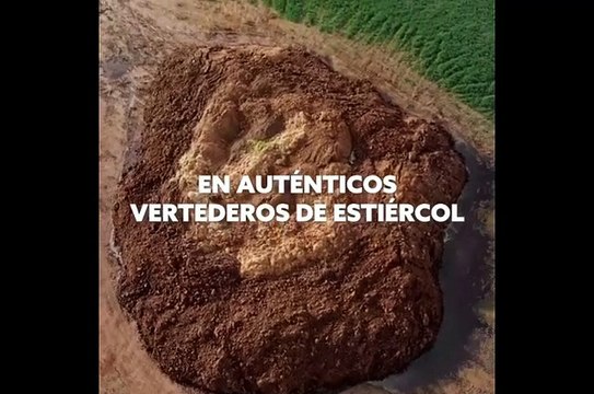 El vídeo con el que Greenpeace quiere concienciar sobre las macrogranjas