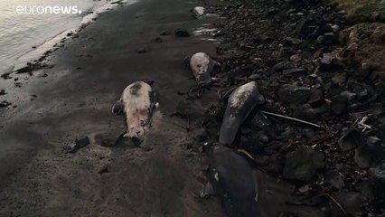 Китов вернули в море