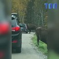 Un bison se coince la tête dans une voiture