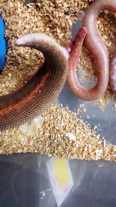 Snake is Giving Birth
