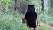 Viral video: Tiger sits down after sloth bear stands on its hind legs - WATCH