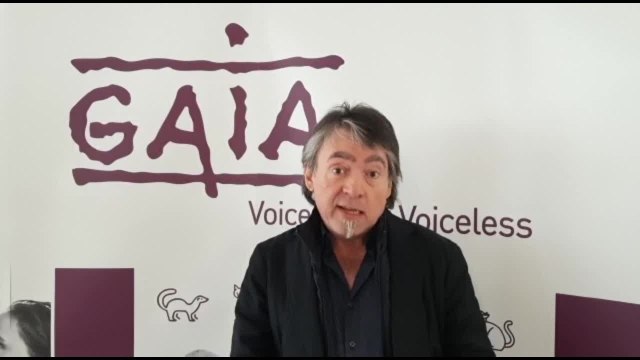 Michel Vandenbosch de Gaia: plus d’excuses, il faut interdire l’abattage sans étourdissement en région de Bruxelles-Capitale