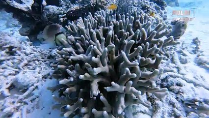 Pantai Bosnik Menawarkan Keindahan Pasir Putih dan Terumbu Karang Bawah Laut