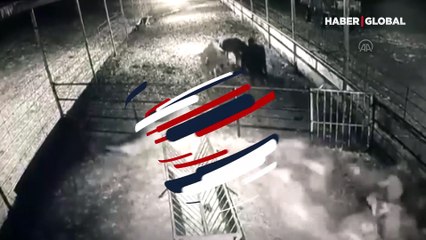 Isparta'da ağıla giren kurt, koyunları teker teker böyle öldürdü