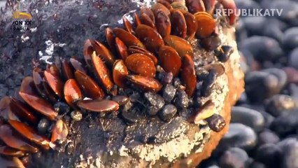 Kerang Simping, Potensi Ekonomi di Penghujung Musim Kemarau