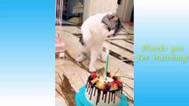 Cute Pets And Funny Animals Compilation 16  Pets Garden